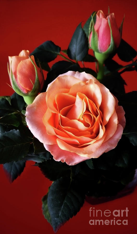 Orange Rose With Buds Photograph by Jasna Dragun