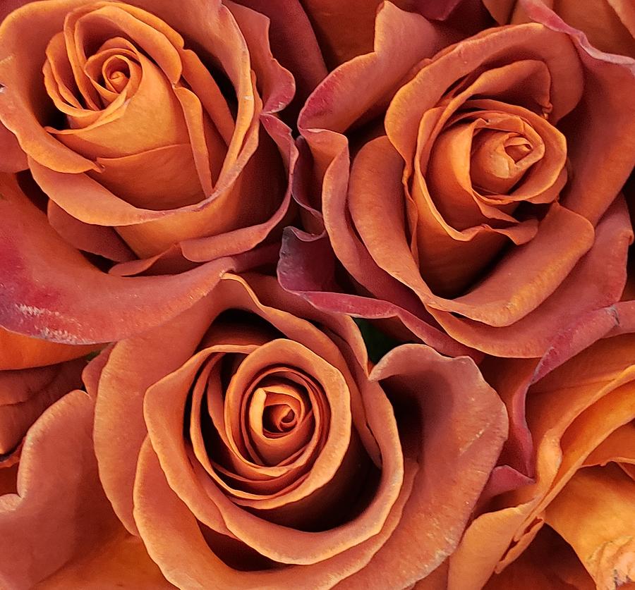 Rose Photograph - Orange Roses by Gayle Miller