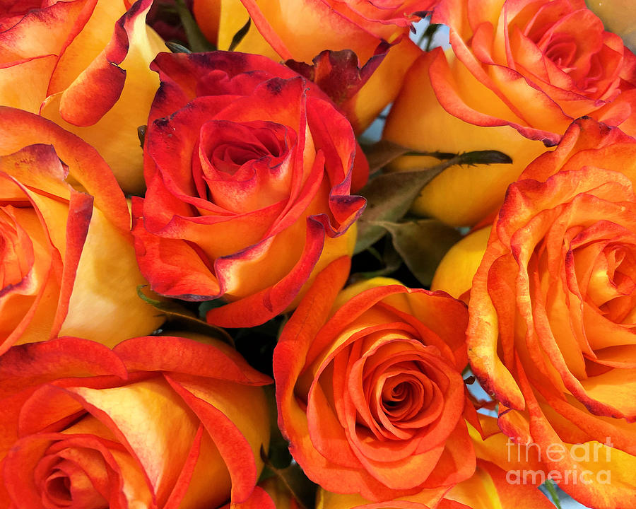 Orange roses  Photograph by Janice Drew