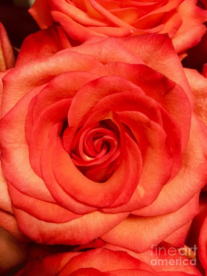 Rose Photograph - Orange Roses by Saving Memories By Making Memories