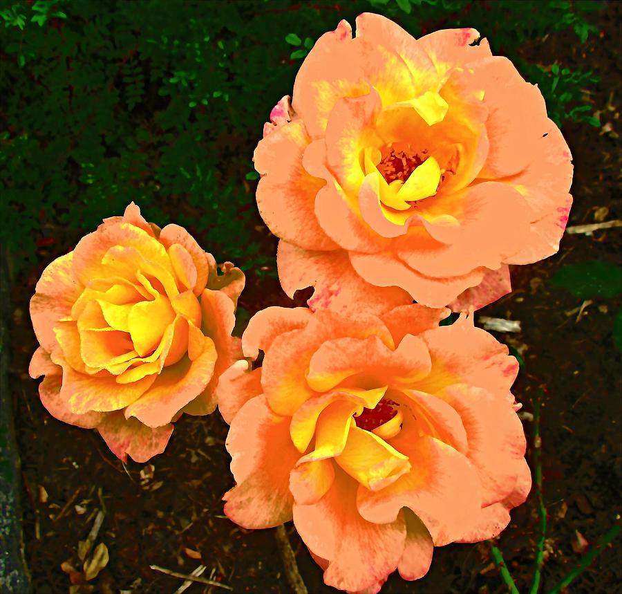 Orange Roses Photograph by Stephanie Moore