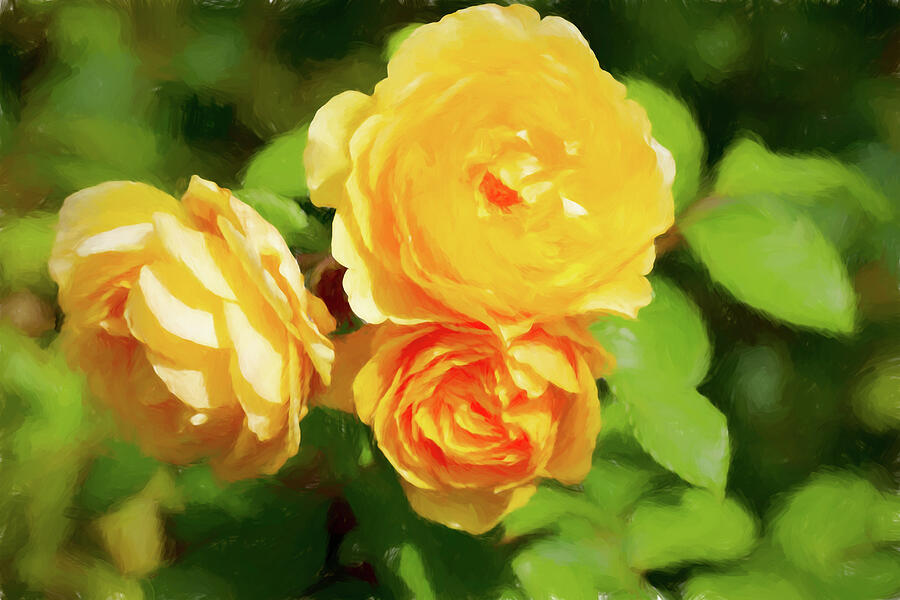 Orange Roses Digital Art by Tanya C Smith