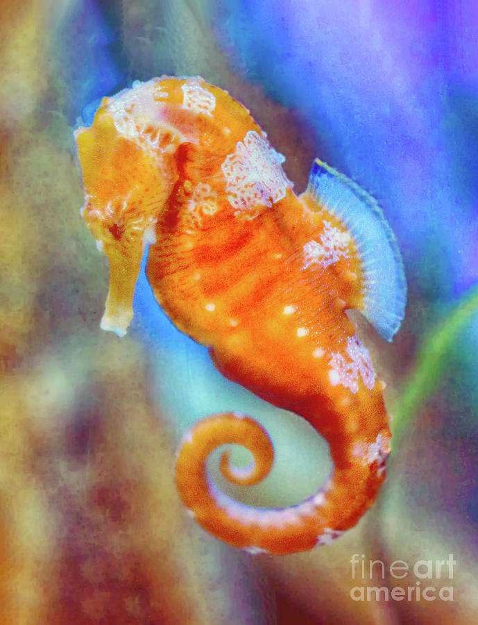 Orange Seahorse delight  Photograph by Ruth Jolly