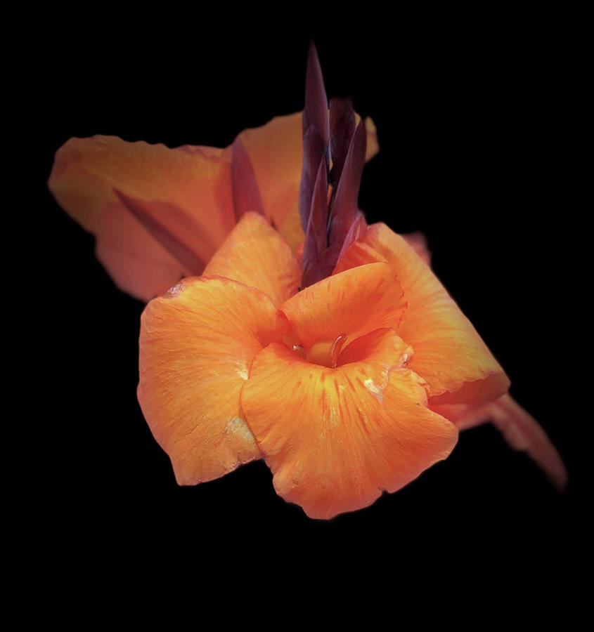 Orange Silk Photograph by Maz Ghani