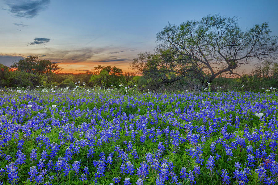 Orange Sky over Bluebonnets in the Hill Country 20-2 Photograph by Rob Greebon