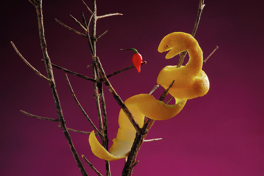 Orange Peel Snake Photograph by Cacio Murilo De Vasconcelos