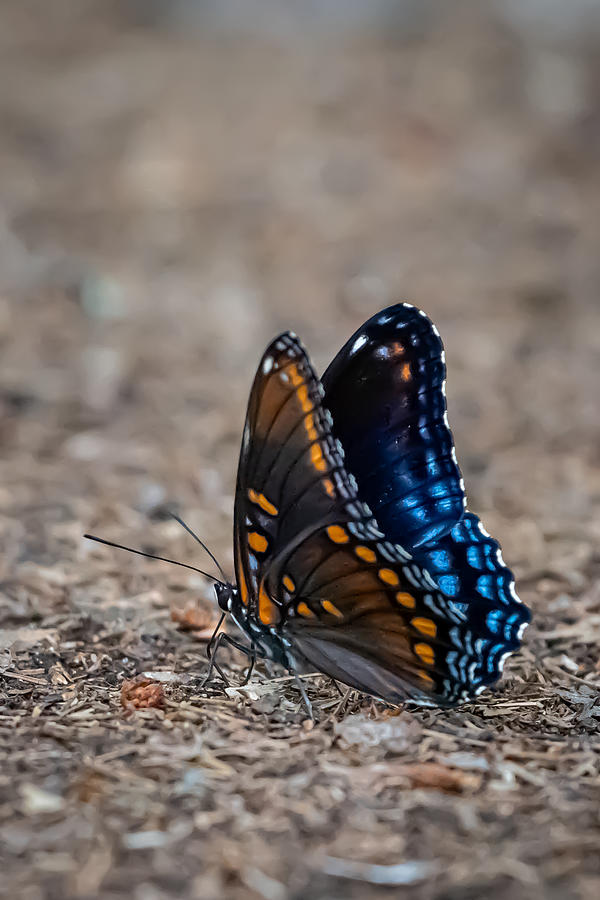 Orange-spotted Blue Butterfly Photograph by Linda Bonaccorsi