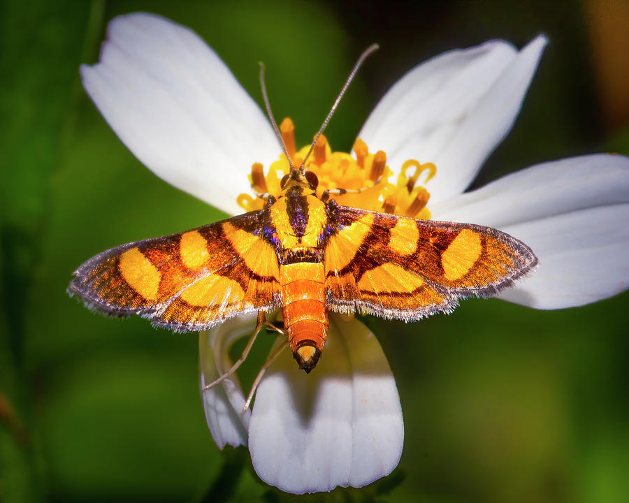 Orange Spotted Flower Moth Photograph by Mark Andrew Thomas