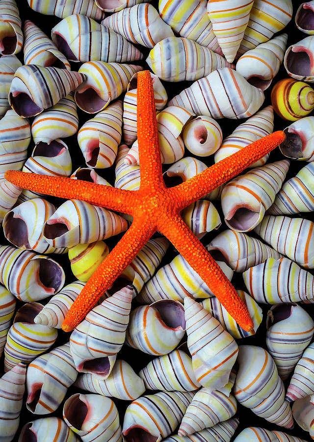 Orange Starfish Photograph by Garry Gay