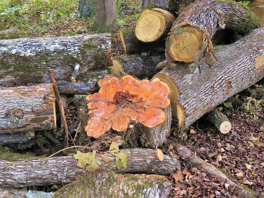 Orange Stump-ed Photograph by Ed Williams
