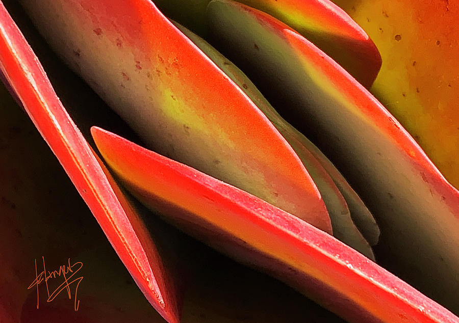 Orange Succulent Plant Photograph by DC Langer