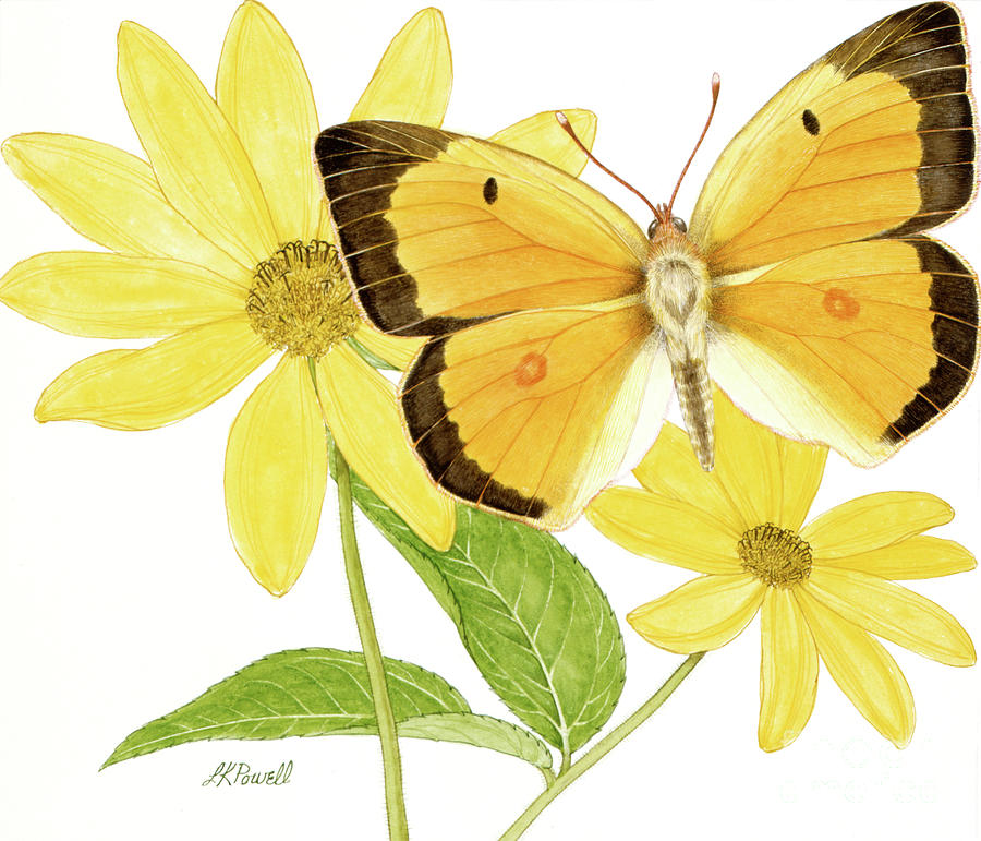 Orange Sulphur Butterfly Painting by Linda K Powell
