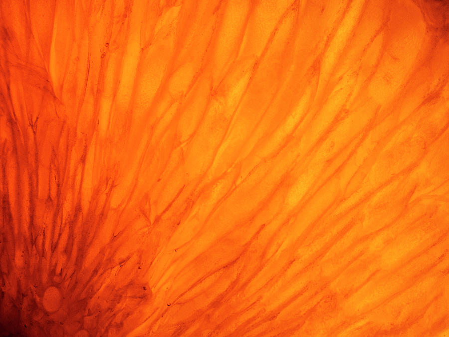 Orange sun #2 Photograph by Al Fio Bonina
