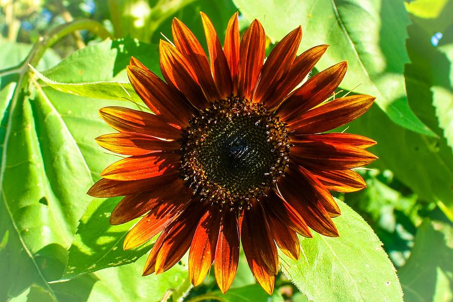 Sunflower Photograph - Orange Sunflower  by Lisa Gilmore