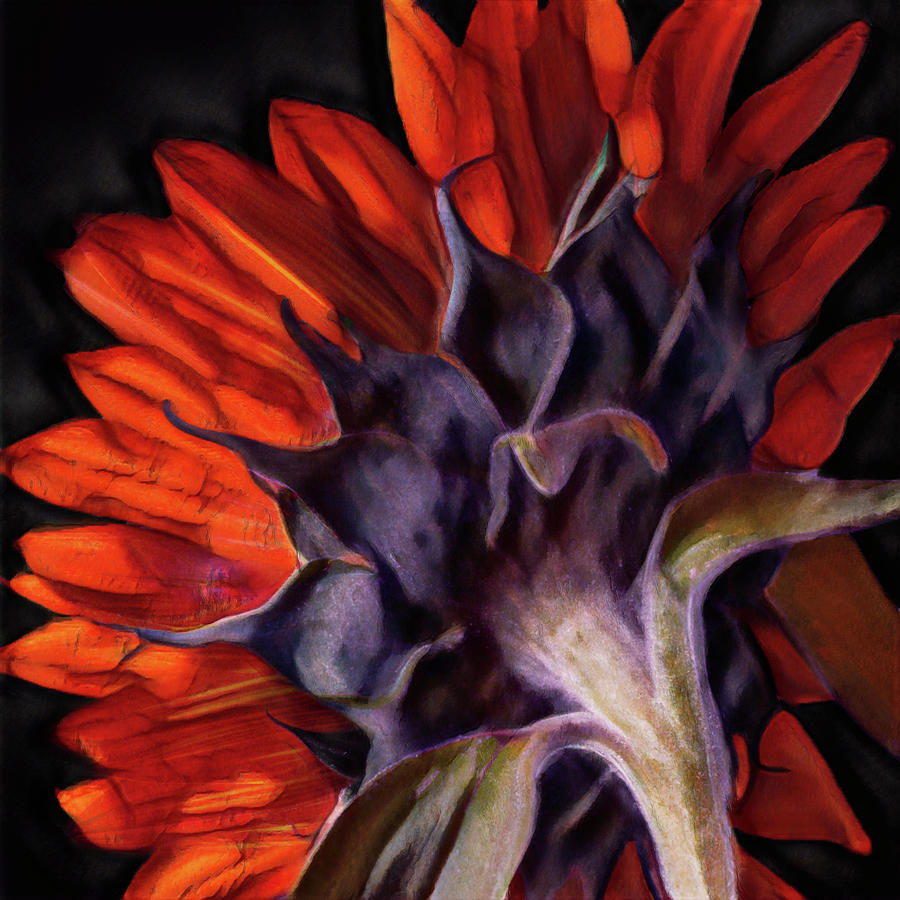 Orange Sunflower Study Photograph by Vanessa Thomas