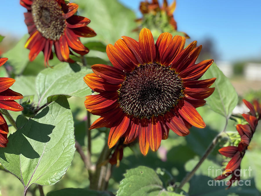 Orange Sunflowers Photograph by Carol Groenen