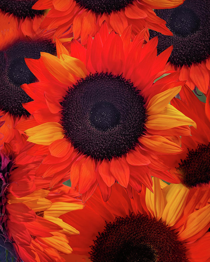 Orange Sunflowers Photograph by Michelle Wittensoldner