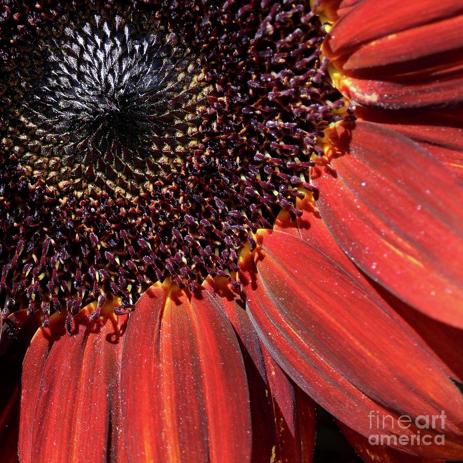 Orange Sunflowers Perspective Square Photograph by Carol Groenen