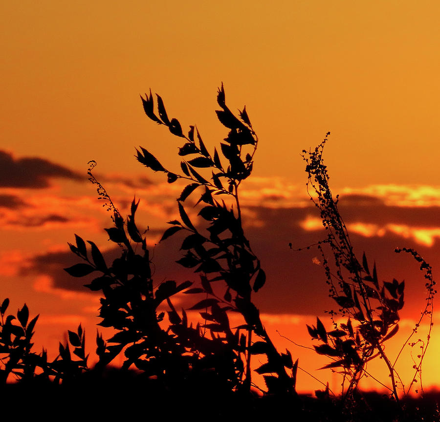 Orange Sunset Sky Photograph by Linda Stern