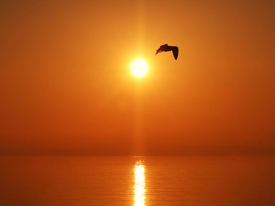 Orange Sunset with Seagull Photograph by Kathrin Poersch