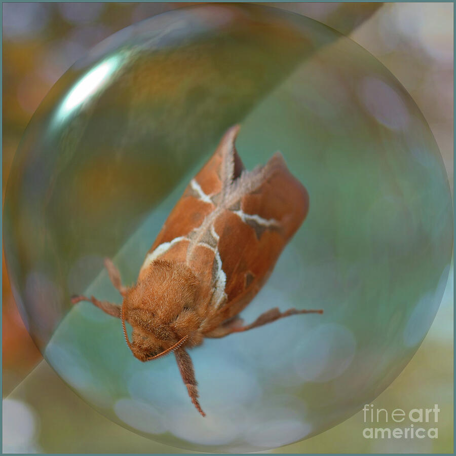 Orange Swift Moth - Triodia sylvina Photograph by Yvonne Johnstone