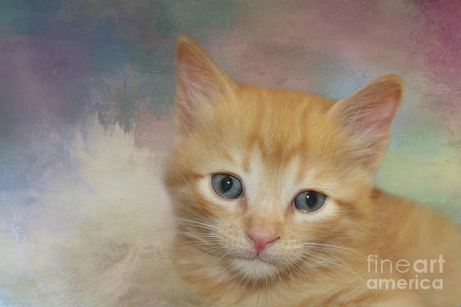 Cat Photograph - Orange Tabby Baby Cat 02 by Elisabeth Lucas