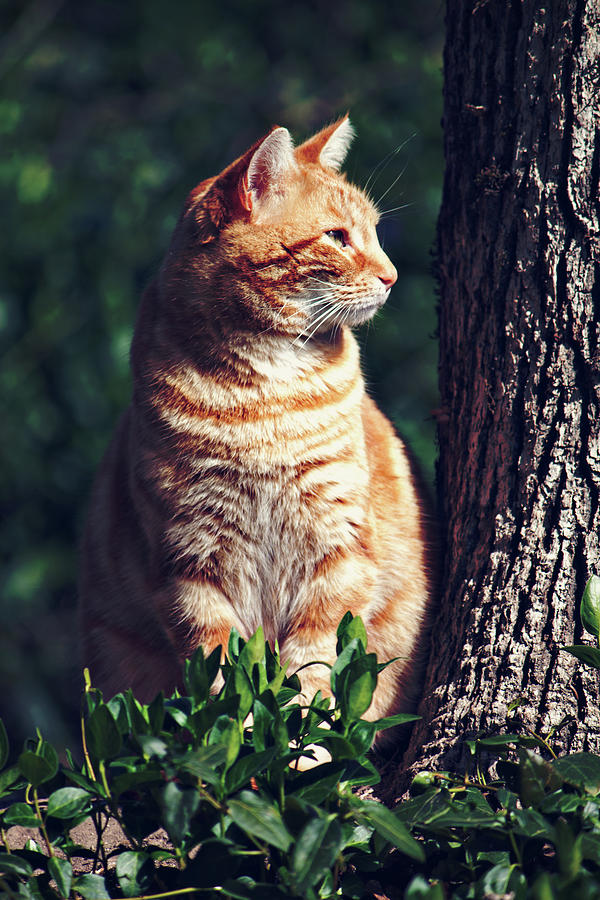 Orange Tabby Cat Photograph by Melanie Lankford Photography