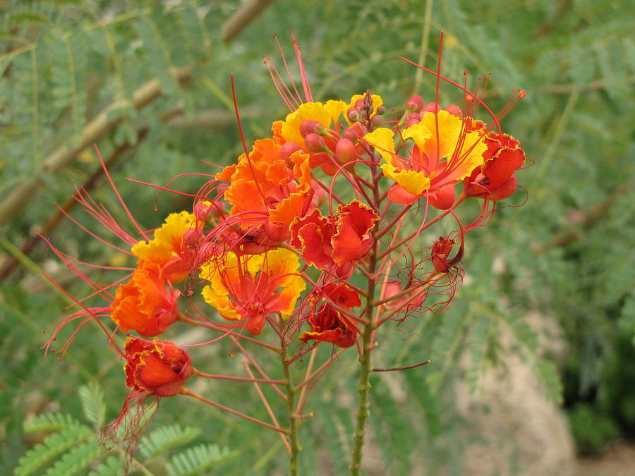 Orange Texas Flowers Photograph by Don Varney