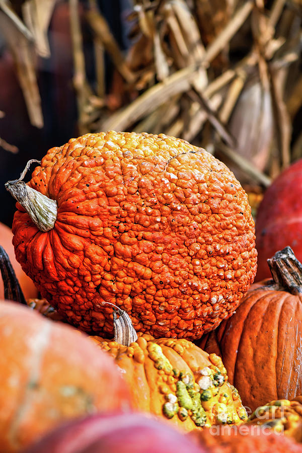 Orange textured Pumpkin Photograph by Abigail Diane Photography