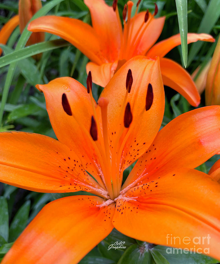 Orange Tiger Lily Photograph by CAC Graphics