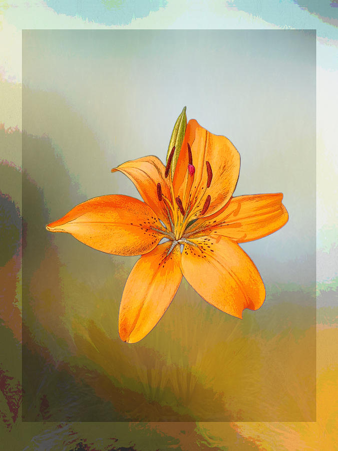 Orange Tiger Lily Photograph by Diane Lindon Coy