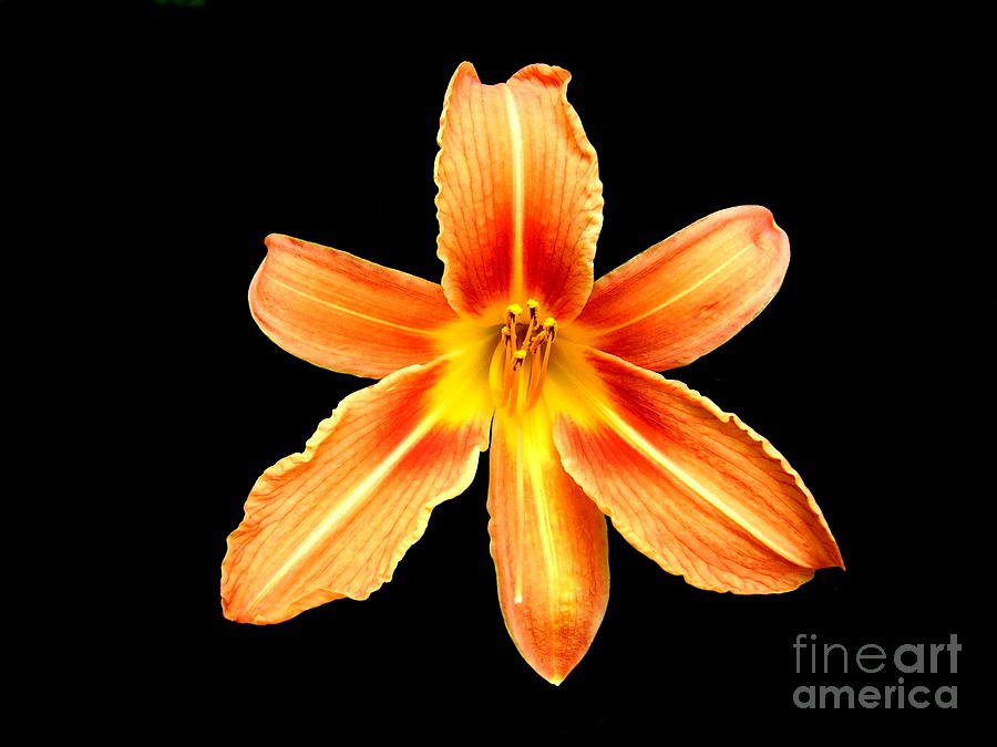 Lily Photograph - Orange Tiger Lily by Stephen Farhall