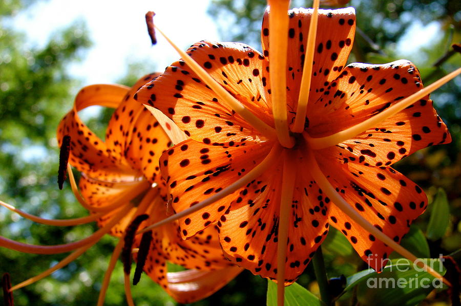 Orange Tiger Lily Digital Art by Tammy Keyes