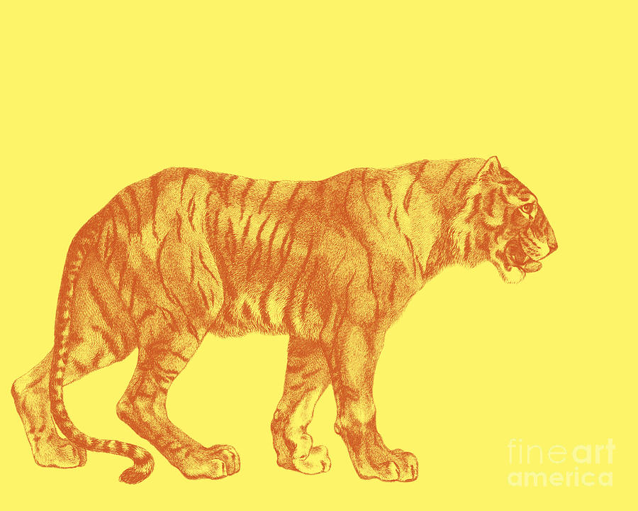 Wildlife Digital Art - Orange Tiger by Madame Memento