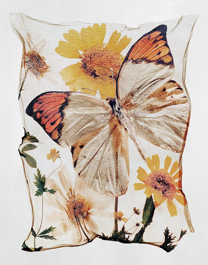 Flower Press - Orange Tip Butterfly Polaroid lift photo #1 Photograph by Paul E Williams