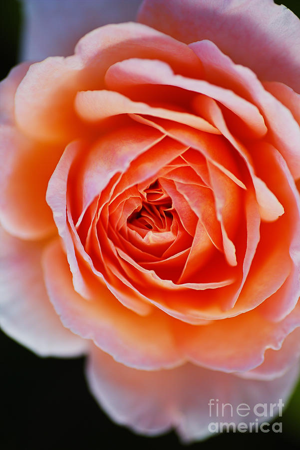 Orange To Pink Rose Photograph by Joy Watson