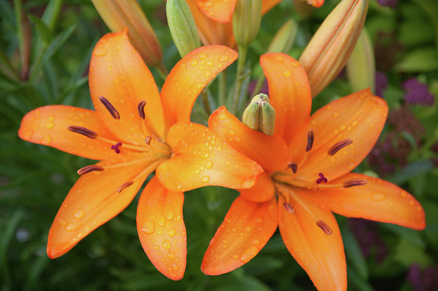 Orange Ton Lilies Photograph by Cole Jackson - Fine Art America