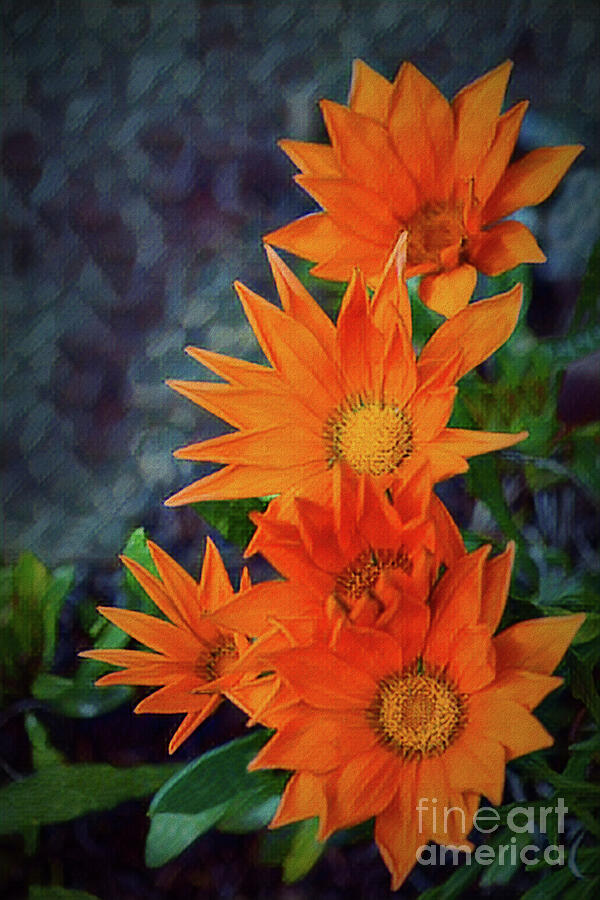 Orange Treasure Flowers - Gazania Photograph by Yvonne Johnstone