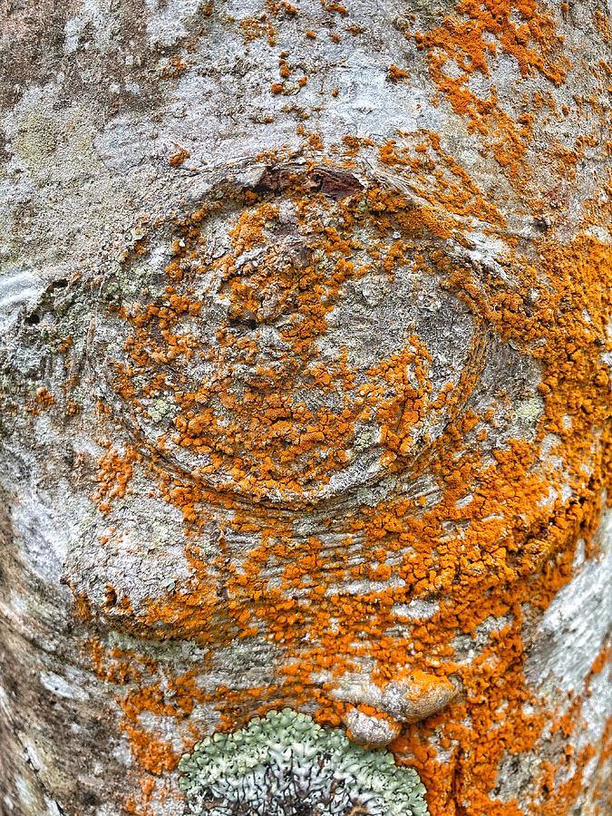 Orange Tree Bark Macro Photograph by Jerry Abbott