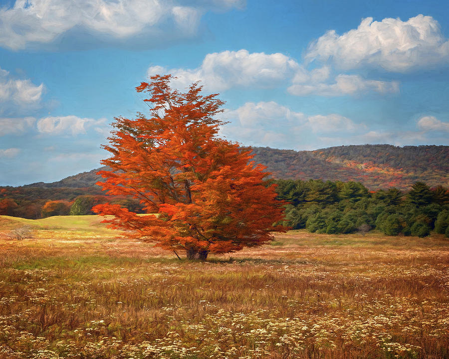 Orange Tree in Canaan Valley Photograph by Jaki Miller