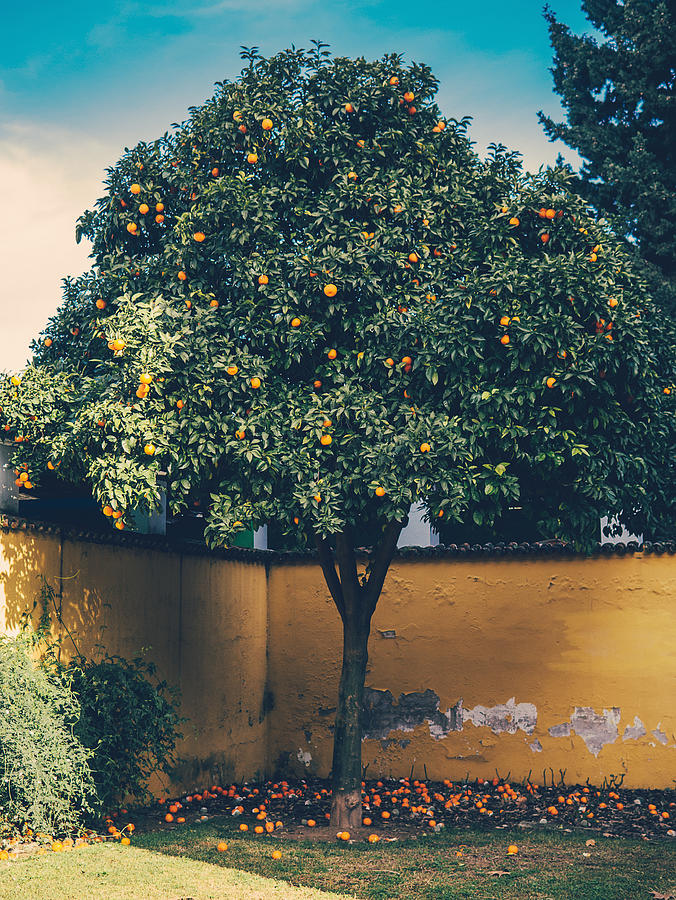 Orange tree Photograph by Photo by Rafa Elias