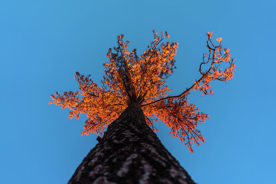 Tree Photograph - Orange Tree With Blue Sky by Julius Thomas Tree Photograph - Orange Tree With Blue Sky by Julius Thomas