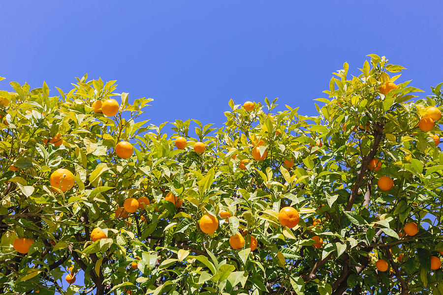 Orange trees against blue sky, low angle view Photograph by Alexander Spatari