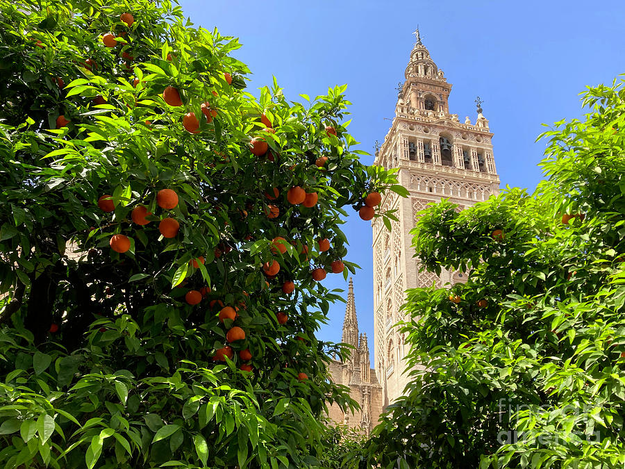 Orange trees and Seville Cathedral  Photograph by Phil Banks