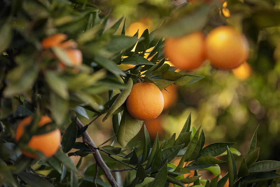 Orange trees Photograph by Mrtekmekci