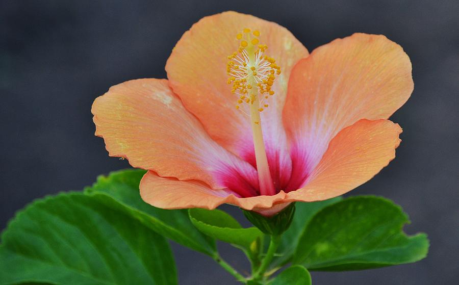 Orange Tropical Hibiscus Flower Photograph by Gaby Ethington