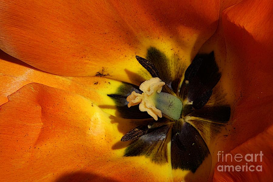Orange Tulip 1 Photograph by Jean Bernard Roussilhe