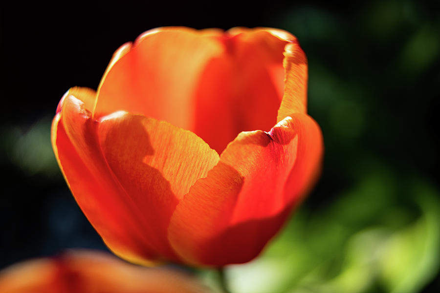 Orange Tulip Photograph by Denise Kopko