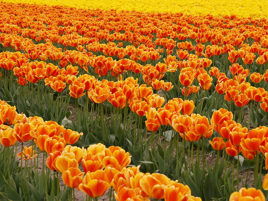 Orange Tulip Field Photograph
