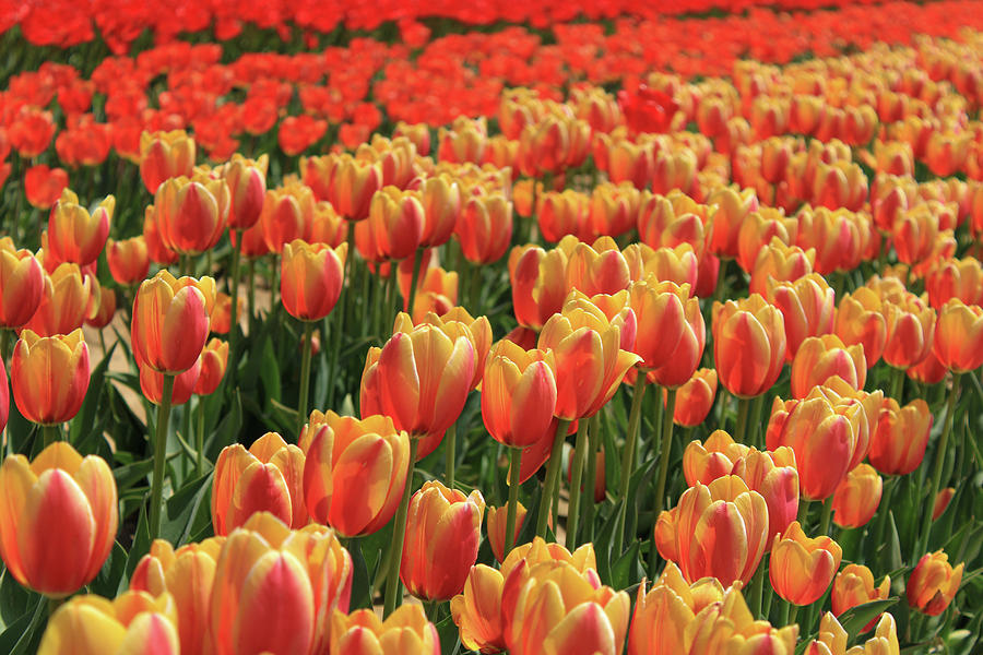 Orange Tulip Fields Photograph By Nadia Asfar - Fine Art America